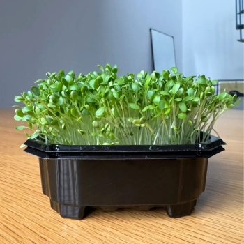 semi microgreens