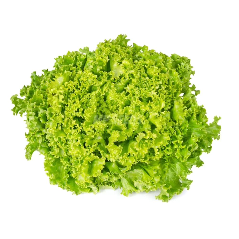lettuce-loll-green.webp