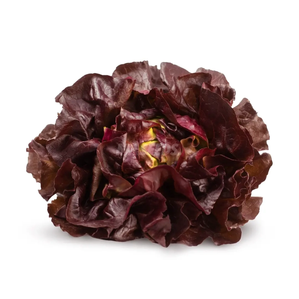 lettuce-salad red.webp