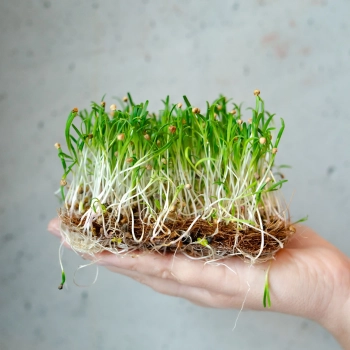 spinach-lorelay-microgreens-seeds.webp