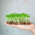 parsley-curly-microgreens-seeds-on-hand.webp