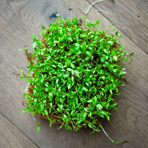 parsley-curly-microgreens-seeds-top-view.webp