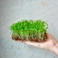 parsley-curly-microgreens-seeds.webp