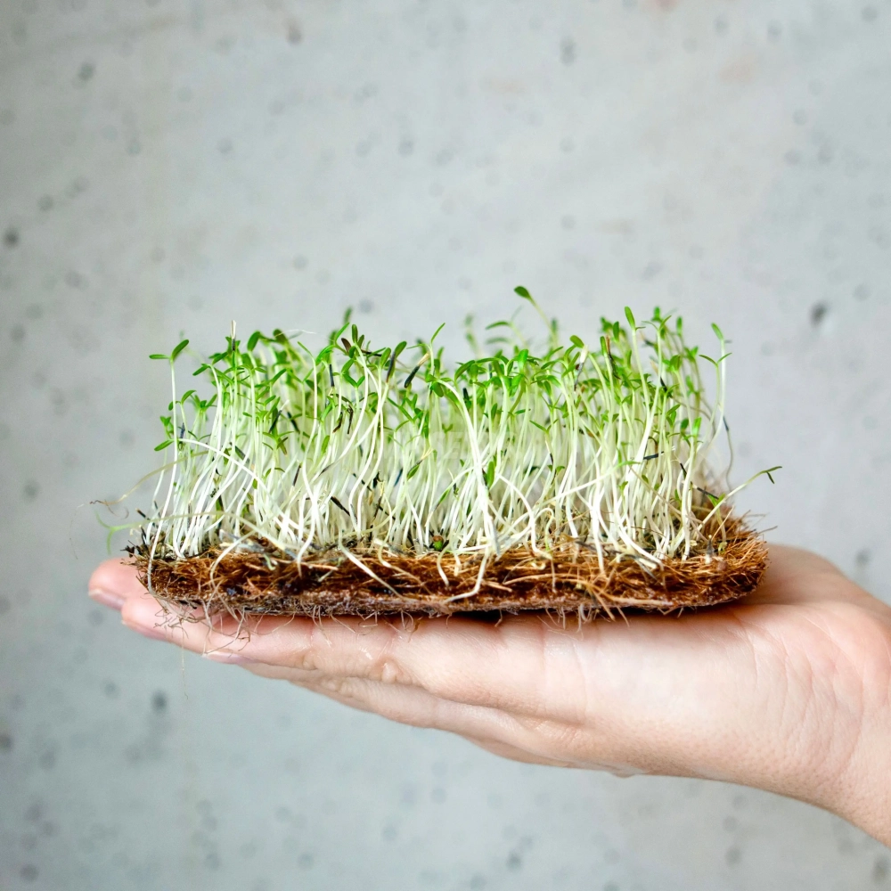 tagette-citron-microgreens-seeds-on-hand.webp
