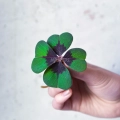 Oxalis Deppei - edible leaves