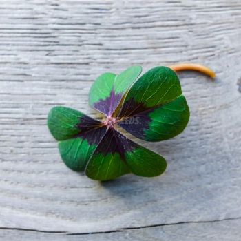 oxalis deppei leaf