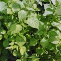 perilla-shiso-verde