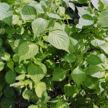 perilla-shiso-verde