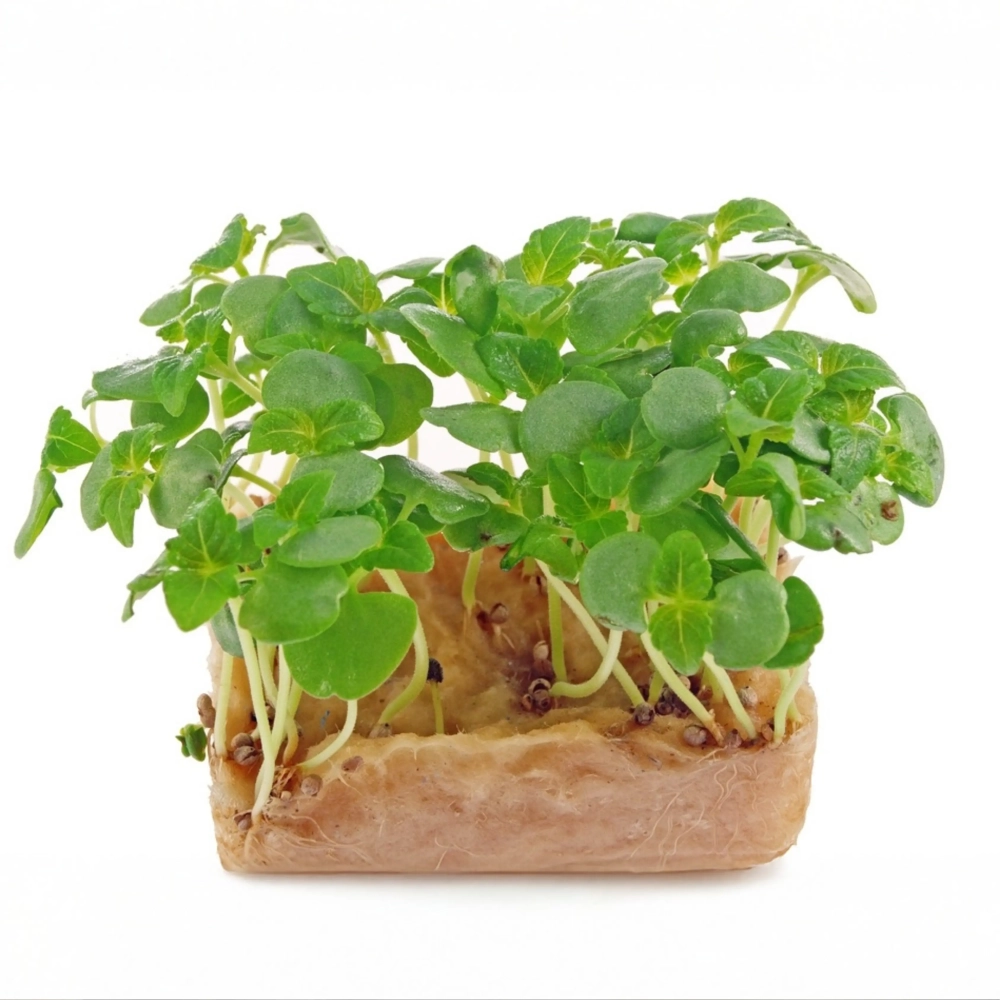 perilla-shiso-verde -semi-microgreens