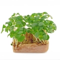 perilla-shiso-verde -semi-microgreens