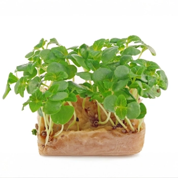 Perilla Shiso Verde - semi microgreens