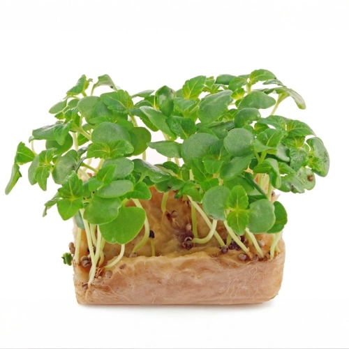 perilla-shiso-verde -semi-microgreens