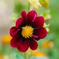 Dalia Topmix Viola Bulbi per fiori eduli