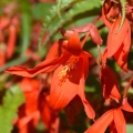 Begonia boliviensis Santa Cruz Bulbi per fiori eduli