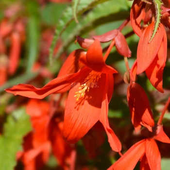 Begonia boliviensis Santa Cruz Bulbi per fiori eduli