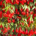 Begonia boliviensis Santa Cruz i