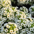 Alyssum Snowcloth – Semi di fiori eduli