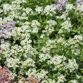 Alyssum Snowcloth
