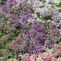 Alyssum Violet Queen – Semi di fiori eduli