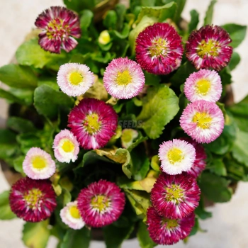 Margherita Monstrosa Mix – Semi di Fiori Eduli