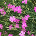 Garofanino dei prati (Dianthus deltoides) – Semi di fiori eduli