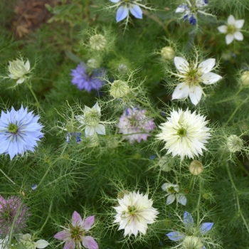 Nigella damascena Semi di Fiori Eduli