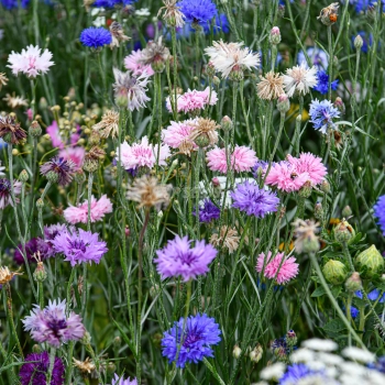 Fiordaliso Doppio Mix Semi di Fiori Eduli