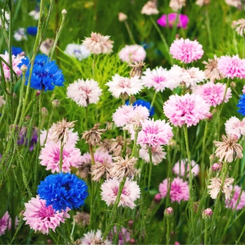 Fiordaliso Polka Dot Mix Semi di Fiori Eduli