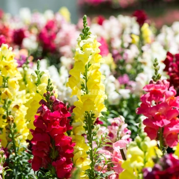 Bocca di Leone Maximum Mix Semi di Fiori Eduli