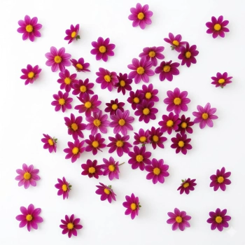Dalia Topmix Viola Bulbi per Fiori Eduli
