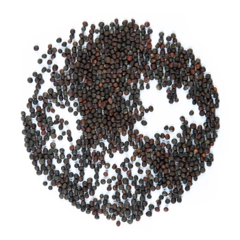semi di cavolo rosso