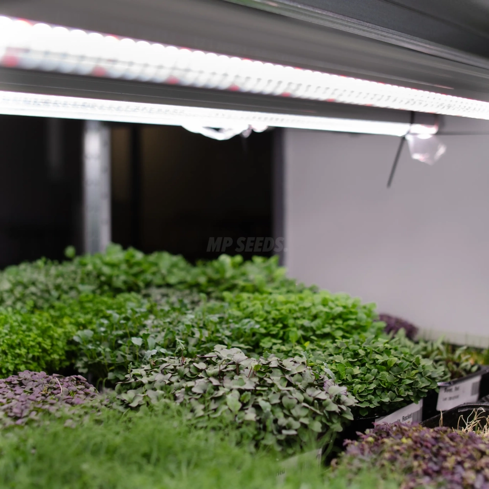 lampada-led-per-la-coltivazione-di-microgreens