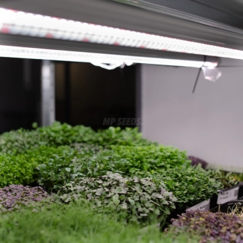 Lampada LED per la Coltivazione di Microgreens