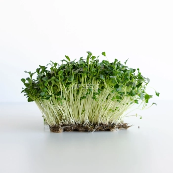 Microgreens di cavolo nero toscano