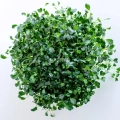 Microgreens di cavolo nero 'Tuscan Black' vista dall'alto
