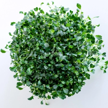 Microgreens di cavolo nero 'Tuscan Black' vista dall'alto