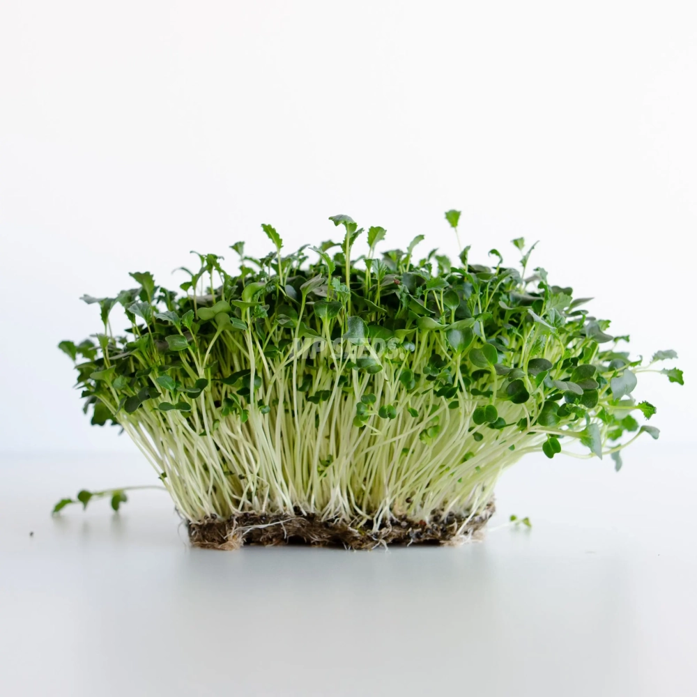 Microgreens di cavolo nero 'Tuscan Black'
