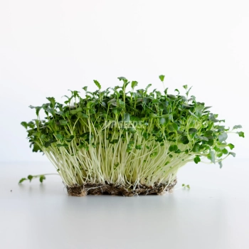 Microgreens di cavolo nero 'Tuscan Black'