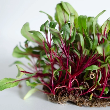 Microgreens di Barbabietola Rossa coltivati da semi MP SEEDS – primo piano