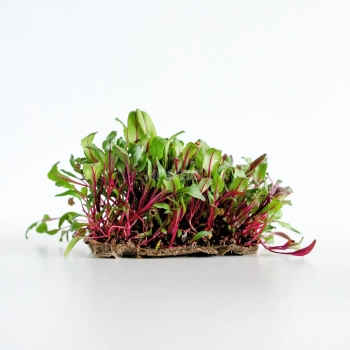 Microgreens di Barbabietola Rossa coltivati da semi per microgreens MP SEEDS