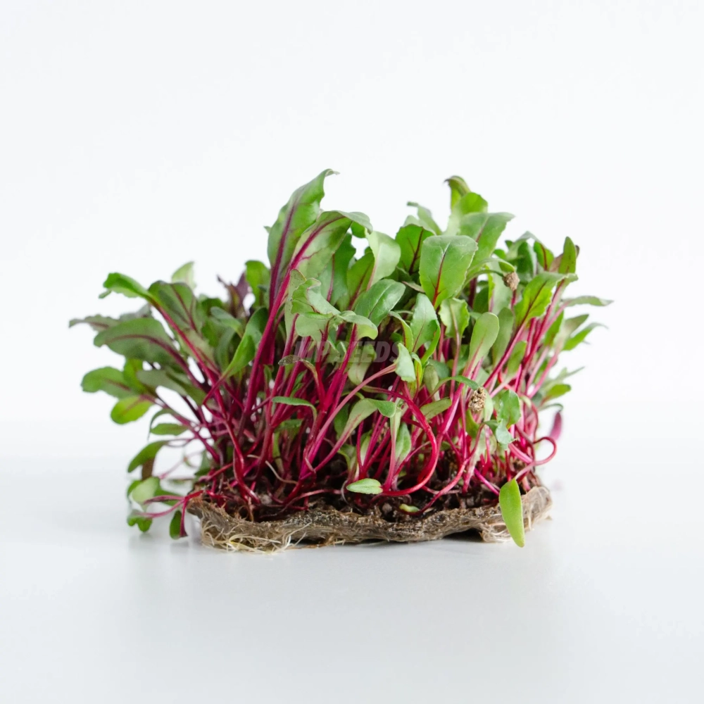Microgreens di Barbabietola Rossa coltivati da semi premium MP SEEDS