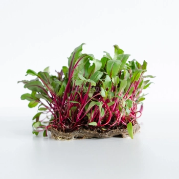 Microgreens di Barbabietola Rossa coltivati da semi premium MP SEEDS