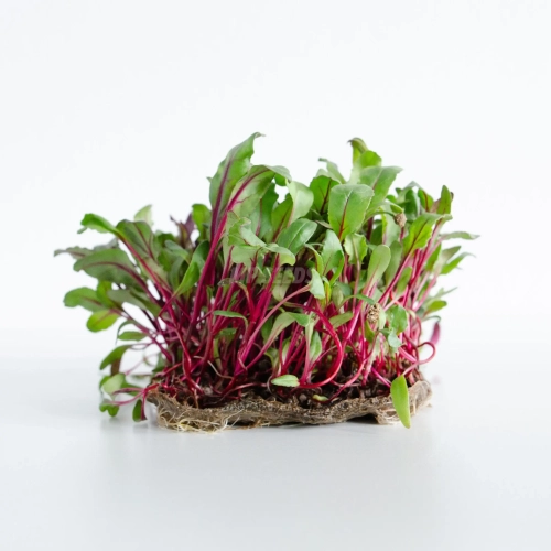 Microgreens di Barbabietola Rossa coltivati da semi premium MP SEEDS