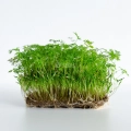 Microgreens di Carota Falla coltivati da semi premium MP SEEDS
