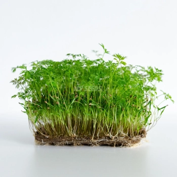 Microgreens di Carota Falla coltivati da semi premium MP SEEDS