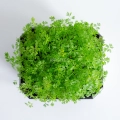 Microgreens di Carota Falla coltivati da semi MP SEEDS – vista dall'alto