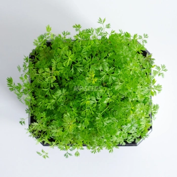 Microgreens di Carota Falla coltivati da semi MP SEEDS – vista dall'alto