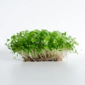 Microgreens freschi di prezzemolo coltivati da semi di prezzemolo MP SEEDS