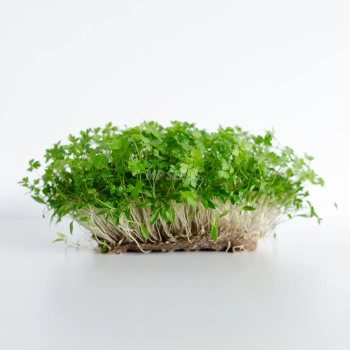 Microgreens freschi di prezzemolo coltivati da semi di prezzemolo MP SEEDS