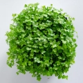 Microgreens di prezzemolo visti dall'alto